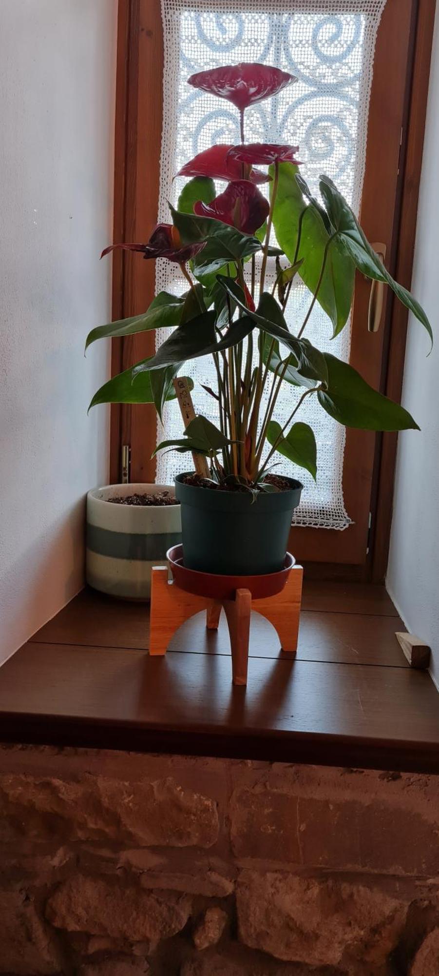 Garden Guest House Përmet 외부 사진